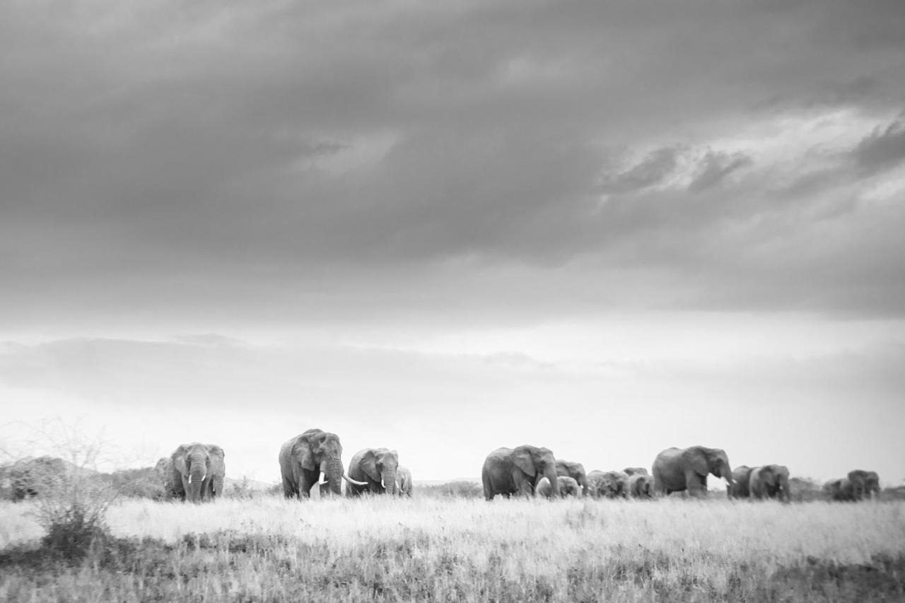 Rhino Sands Safari Camp Manyoni Private Game Reserve Exteriér fotografie